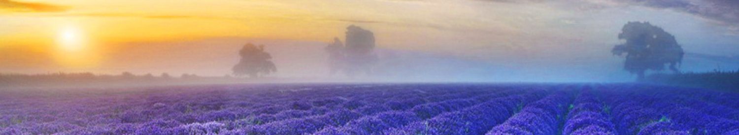 Maryvale Lavender Farm